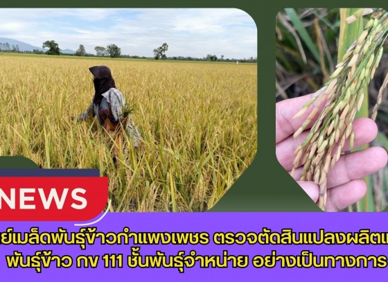 กำแพงเพชร-ศูนย์เมล็ดพันธุ์ข้าวกำแพงเพชร ตรวจตัดสินแปลงผลิตเมล็ดพันธุ์ข้าว กข 111 ชั้นพันธุ์จำหน่าย อย่างเป็นทางการ
