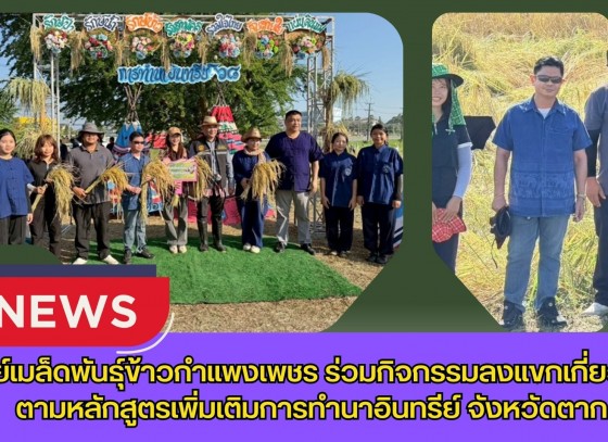 กำแพงเพชร-ศูนย์เมล็ดพันธุ์ข้าวกำแพงเพชร ร่วมกิจกรรมลงแขกเกี่ยวข้าวตามหลักสูตรเพิ่มเติมการทำนาอินทรีย์โรงเรียนเทศบาลวัดดอนแก้ว