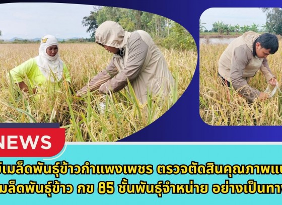 กำแพงเพชร-ศูนย์เมล็ดพันธุ์ข้าวกำแพงเพชร ตรวจตัดสินคุณภาพแปลงผลิตเมล็ดพันธุ์ข้าว กข 85 ชั้นพันธุ์จำหน่าย อย่างเป็นทางการ