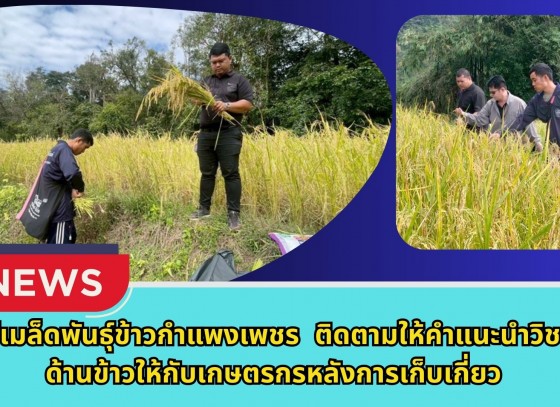 กำแพงเพชร-ศูนย์เมล็ดพันธุ์ข้าวกำแพงเพชร ติดตามให้คำแนะนำวิชาการด้านข้าวให้กับเกษตรกรหลังการเก็บเกี่ยว