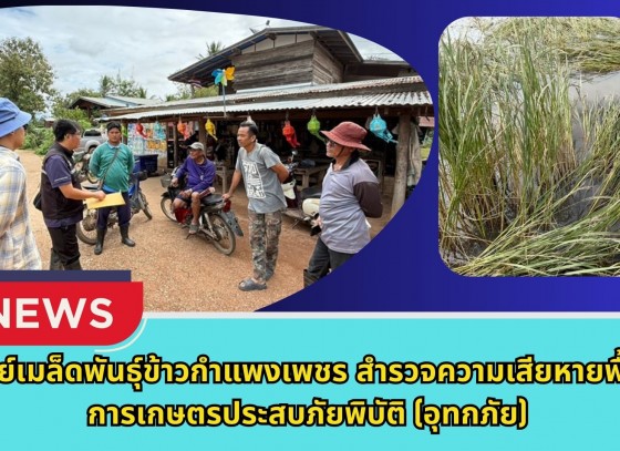 กำแพงเพชร-ศูนย์เมล็ดพันธุ์ข้าวกำแพงเพชร สำรวจความเสียหายพื้นที่การเกษตรประสบภัยพิบัติ(อุทกภัย)