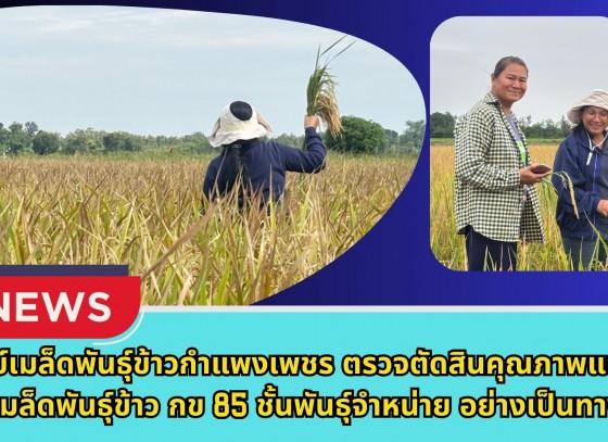 กำแพงเพชร-ศูนย์เมล็ดพันธุ์ข้าวกำแพงเพชร ตรวจตัดสินคุณภาพแปลงผลิตเมล็ดพันธุ์ข้าว กข 85 ชั้นพันธุ์จำหน่าย อย่างเป็นทางการ
