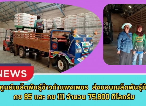กำแพงเพชร-ศูนย์เมล็ดพันธุ์ข้าวกำแพงเพชร ส่งมอบเมล็ดพันธุ์ข้าว กข85 และ กข111 จำนวน 75,800 กิโลกรัม