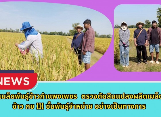 กำแพงเพชร-ศูนย์เมล็ดพันธุ์ข้าวกำแพงเพชร ตรวจตัดสินแปลงผลิตเมล็ดพันธุ์ข้าว กข 111 ชั้นพันธุ์จำหน่าย อย่างเป็นทางการ