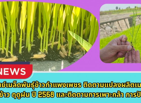 กำแพงเพชร-ศูนย์เมล็ดพันธุ์ข้าวกำแพงเพชร ติดตามแปลงผลิตเมล็ดพันธุ์ข้าว ฤดูฝน ปี2568 และติดตามการเพาะกล้า การปักดำแปลงผลิตเมล็ดพันธุ์ข้าว กข85 ฤดูแล้ง ปี2569