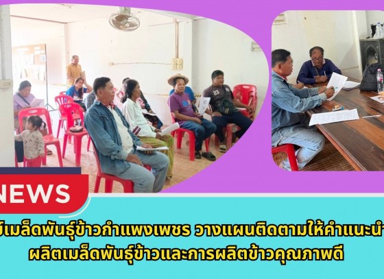 กำแพงเพชร-ศูนย์เมล็ดพันธุ์ข้าวกำแพงเพชร วางแผนติดตามให้คำแนะนำการผลิตเมล็ดพันธุ์ข้าวและการผลิตข้าวคุณภาพดี