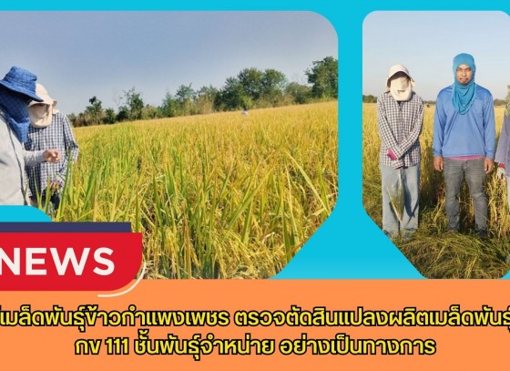 กำแพงเพชร-ศูนย์เมล็ดพันธุ์ข้าวกำแพงเพชร ตรวจตัดสินแปลงผลิตเมล็ดพันธุ์ข้าว กข 111 ชั้นพันธุ์จำหน่าย อย่างเป็นทางการ
