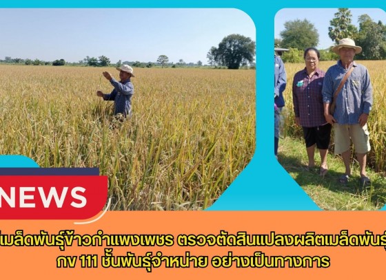 กำแพงเพชร-ศูนย์เมล็ดพันธุ์ข้าวกำแพงเพชร ตรวจตัดสินแปลงผลิตเมล็ดพันธุ์ข้าว กข 111 ชั้นพันธุ์จำหน่าย อย่างเป็นทางการ