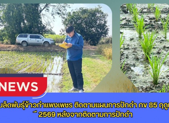 กำแพงเพชร-ศูนย์เมล็ดพันธุ์ข้าวกำแพงเพชร ติดตามแผนการปักดำ กข 85 ฤดูแล้ง ปี2569 หลังจากติดตามการปักดำ
