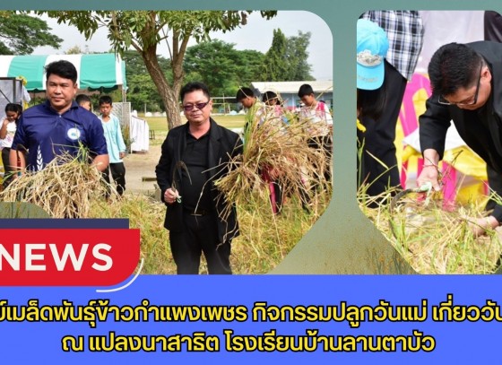 กำแพงเพชร-ศูนย์เมล็ดพันธุ์ข้าวกำแพงเพชร กิจกรรมปลูกวันแม่ เกี่ยววันพ่อ ณ แปลงนาสาธิต โรงเรียนบ้านลานตาบัว ณ ตำบล ประชาสุขสันต์ อำเภอลานกระบือ