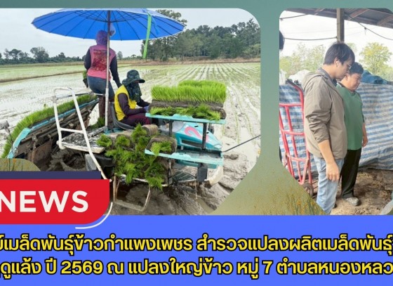 กำแพงเพชร-ศูนย์เมล็ดพันธุ์ข้าวกำแพงเพชร สำรวจแปลงผลิตเมล็ดพันธุ์ข้าวฤดูแล้ง ปี 2569 ณ แปลงใหญ่ข้าว หมู่ 7 ตำบลหนองหลวง