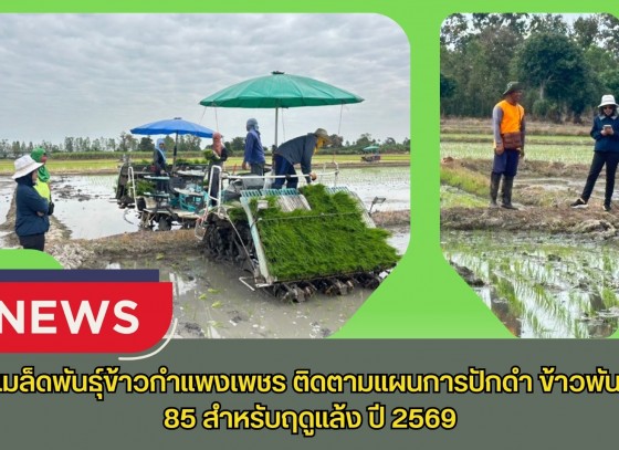 กำแพงเพชร-ศูนย์เมล็ดพันธุ์ข้าวกำแพงเพชร ติดตามแผนการปักดำ ข้าวพันธุ์ กข 85 สำหรับฤดูแล้ง ปี 2569