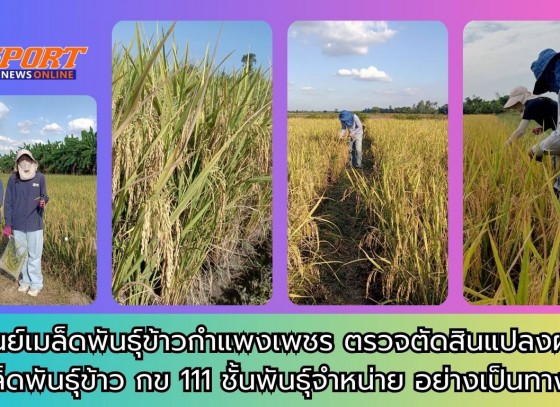 กำแพงเพชร-ศูนย์เมล็ดพันธุ์ข้าวกำแพงเพชร ตรวจตัดสินแปลงผลิตเมล็ดพันธุ์ข้าว กข 111 ชั้นพันธุ์จำหน่าย อย่างเป็นทางการ