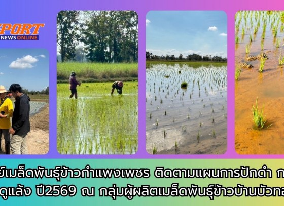 กำแพงเพชร-ศูนย์เมล็ดพันธุ์ข้าวกำแพงเพชร ติดตามแผนการปักดำ กข79 ฤดูแล้ง ปี2569 ณ กลุ่มผู้ผลิตเมล็ดพันธุ์ข้าวบ้านบัวทอง