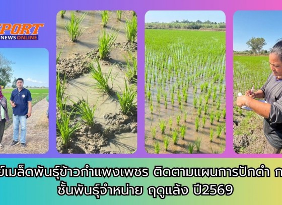 กำแพงเพชร-ศูนย์เมล็ดพันธุ์ข้าวกำแพงเพชร ติดตามแผนการปักดำ กข 85 ชั้นพันธุ์จำหน่าย ฤดูแล้ง ปี2569