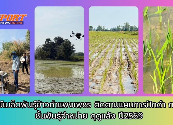 กำแพงเพชร-ศูนย์เมล็ดพันธุ์ข้าวกำแพงเพชร ติดตามแผนการปักดำ กข 85 ชั้นพันธุ์จำหน่าย ฤดูแล้ง ปี2569