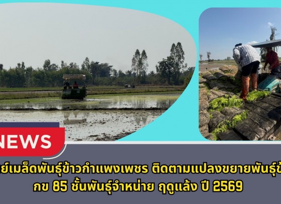 กำแพงเพชร-ศูนย์เมล็ดพันธุ์ข้าวกำแพงเพชร ติดตามแปลงขยายพันธุ์ข้าว กข 85 ชั้นพันธุ์จำหน่าย ฤดูแล้ง ปี 2569
