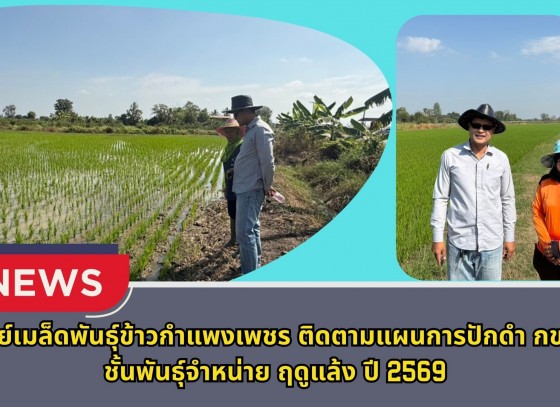 กำแพงเพชร-ศูนย์เมล็ดพันธุ์ข้าวกำแพงเพชร ติดตามแผนการปักดำ กข 85 ชั้นพันธุ์จำหน่าย ฤดูแล้ง ปี2569