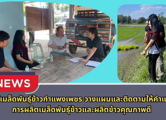 กำแพงเพชร-ศูนย์เมล็ดพันธุ์ข้าวกำแพงเพชร วางแผนและติดตามให้คำแนะนำการผลิตเมล็ดพันธุ์ข้าวและผลิตข้าวคุณภาพดี