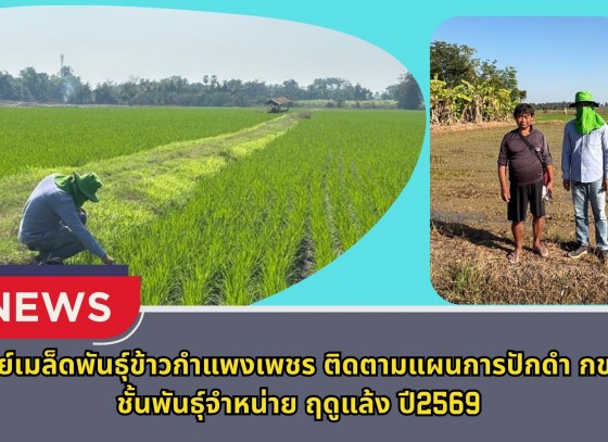 กำแพงเพชร-ศูนย์เมล็ดพันธุ์ข้าวกำแพงเพชร ติดตามแผนการปักดำ กข 85 ชั้นพันธุ์จำหน่าย ฤดูแล้ง ปี2569