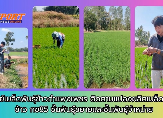 กำแพงเพชร-ศูนย์เมล็ดพันธุ์ข้าวกำแพงเพชร ติดตามแปลงผลิตเมล็ดพันธุ์ข้าว กข85 ชั้นพันธุ์ขยายและชั้นพันธุ์จำหน่าย