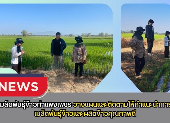 กำแพงเพชร-ศูนย์เมล็ดพันธุ์ข้าวกำแพงเพชร วางแผนและติดตามให้คำแนะนำการผลิตเมล็ดพันธุ์ข้าวและผลิตข้าวคุณภาพดี