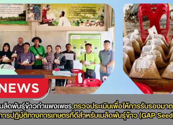 กำแพงเพชร-ศูนย์เมล็ดพันธุ์ข้าวกำแพงเพชร ตรวจประเมินเพื่อให้การรับรองมาตรฐานการปฏิบัติทางการเกษตรที่ดีสำหรับเมล็ดพันธุ์ข้าว (GAP Seed)