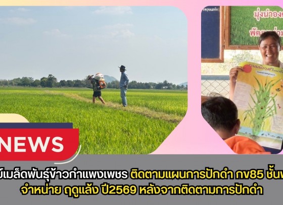 กำแพงเพชร-ศูนย์เมล็ดพันธุ์ข้าวกำแพงเพชร ติดตามแผนการปักดำ กข85 ชั้นพันธุ์จำหน่าย ฤดูแล้ง ปี2569 หลังจากติดตามการปักดำ