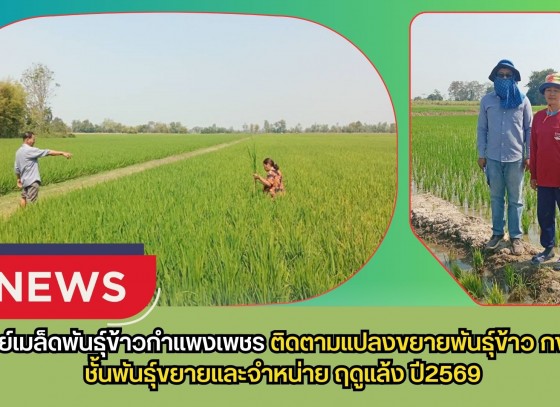 กำแพงเพชร-ศูนย์เมล็ดพันธุ์ข้าวกำแพงเพชร ติดตามแปลงขยายพันธุ์ข้าว กข85 ชั้นพันธุ์ขยายและจำหน่าย ฤดูแล้ง ปี2569