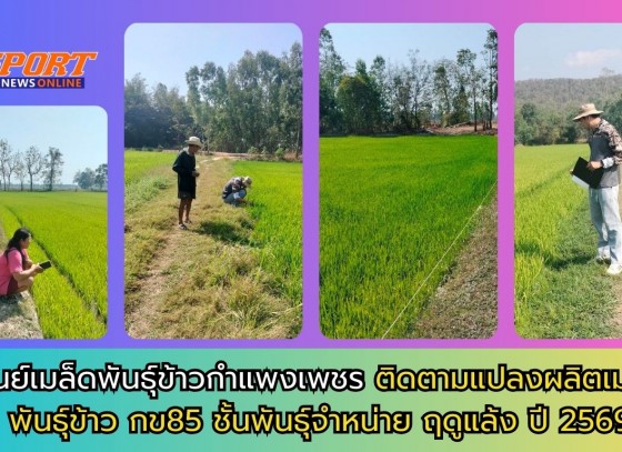 กำแพงเพชร-ศูนย์เมล็ดพันธุ์ข้าวกำแพงเพชร ติดตามแปลงผลิตเมล็ดพันธุ์ข้าว กข85 ชั้นพันธุ์จำหน่าย ฤดูแล้ง ปี 2569