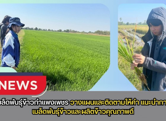 กำแพงเพชร-ศูนย์เมล็ดพันธุ์ข้าวกำแพงเพชร วางแผนและติดตามให้คำแนะนำ การผลิตเมล็ดพันธุ์ข้าวและผลิตข้าวคุณภาพดี