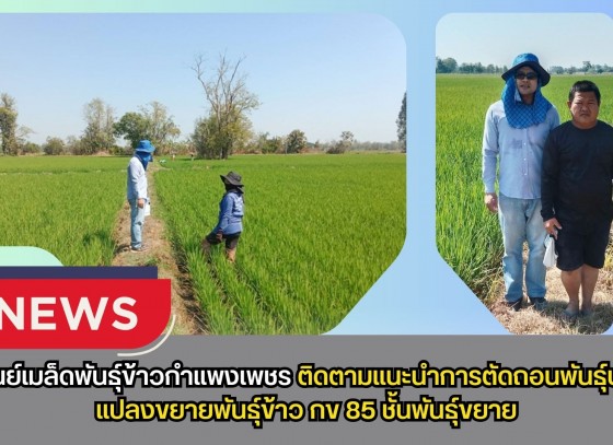 กำแพงเพชร-ศูนย์เมล็ดพันธุ์ข้าวกำแพงเพชร ติดตามแนะนำการตัดถอนพันธุ์ปนแปลงขยายพันธุ์ข้าว กข 85 ชั้นพันธุ์ขยาย