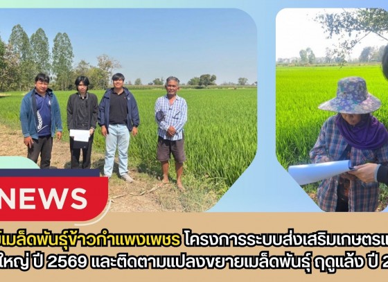 กำแพงเพชร-ศูนย์เมล็ดพันธุ์ข้าวกำแพงเพชร โครงการระบบส่งเสริมเกษตรแบบแปลงใหญ่ ปี 2569 และติดตามแปลงขยายเมล็ดพันธุ์ ฤดูแล้ง ปี 2569
