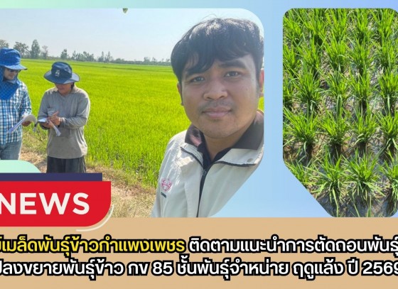 กำแพงเพชร-ศูนย์เมล็ดพันธุ์ข้าวกำแพงเพชร ติดตามแนะนำการตัดถอนพันธุ์ปนแปลงขยายพันธุ์ข้าว กข 85 ชั้นพันธุ์จำหน่าย