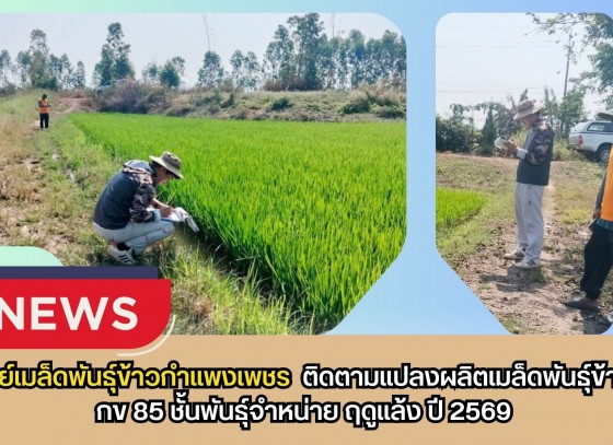 กำแพงเพชร-ศูนย์เมล็ดพันธุ์ข้าวกำแพงเพชร ติดตามแปลงผลิตเมล็ดพันธุ์ข้าว กข 85 ชั้นพันธุ์จำหน่าย ฤดูแล้ง ปี 2569