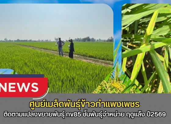 กำแพงเพชร-ศูนย์เมล็ดพันธุ์ข้าวกำแพงเพชร ติดตามแปลงขยายพันธุ์ กข85 ชั้นพันธุ์จำหน่าย ฤดูแล้ง ปี2569 หลังจากการติดตามแปลงพบว่าข้าวอยู่ในระยะตั้งท้อง