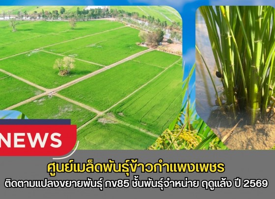 กำแพงเพชร-ศูนย์เมล็ดพันธุ์ข้าวกำแพงเพชร ติดตามแปลงขยายพันธุ์ กข85 ชั้นพันธุ์จำหน่าย ฤดูแล้ง ปี2569 หลังจากการติดตามแปลง พบว่าข้าวมีความสมบูรณ์ดี