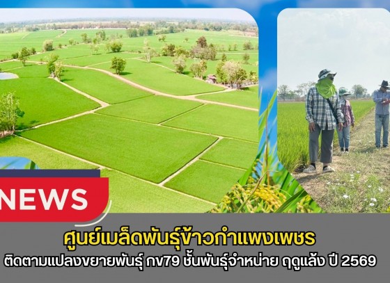 กำแพงเพชร-ศูนย์เมล็ดพันธุ์ข้าวกำแพงเพชร ติดตามแปลงขยายพันธุ์ กข79 ชั้นพันธุ์จำหน่าย ฤดูแล้ง ปี2569 หลังจากการติดตามแปลง พบว่าข้าวมีความสมบูรณ์ดี