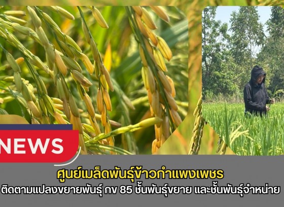 กำแพงเพชร-ศูนย์เมล็ดพันธุ์ข้าวกำแพงเพชร ติดตามแปลงขยายพันธุ์ กข 85 ชั้นพันธุ์ขยาย และชั้นพันธุ์จำหน่าย ฤดูแล้ง ปี2569