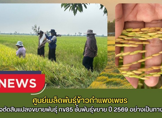 กำแพงเพชร-ศูนย์เมล็ดพันธุ์ข้าวกำแพงเพชร ตรวจตัดสินแปลงขยายพันธุ์ กข85 ชั้นพันธุ์ขยาย ปี 2569 อย่างเป็นทางการ