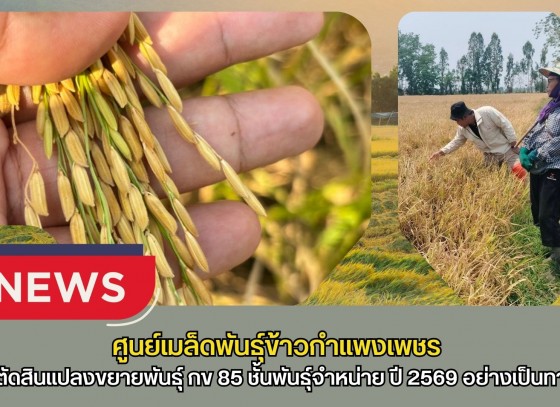 กำแพงเพชร-ศูนย์เมล็ดพันธุ์ข้าวกำแพงเพชร เข้าตรวจตัดสินแปลงขยายพันธุ์ กข 85 ชั้นพันธุ์จำหน่าย ปี 2569 อย่างเป็นทางการ