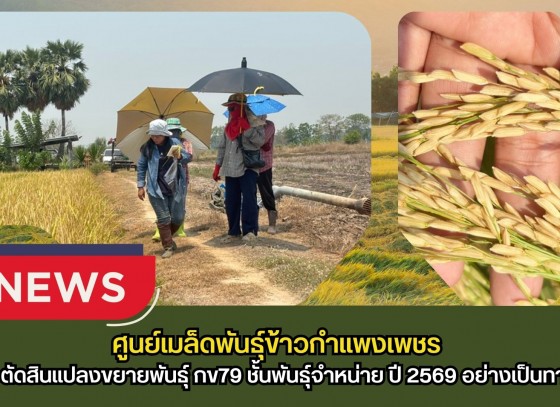 กำแพงเพชร-ศูนย์เมล็ดพันธุ์ข้าวกำแพงเพชร ตรวจตัดสินแปลงขยายพันธุ์ กข79 ชั้นพันธุ์จำหน่าย ปี 2569 อย่างเป็นทางการ