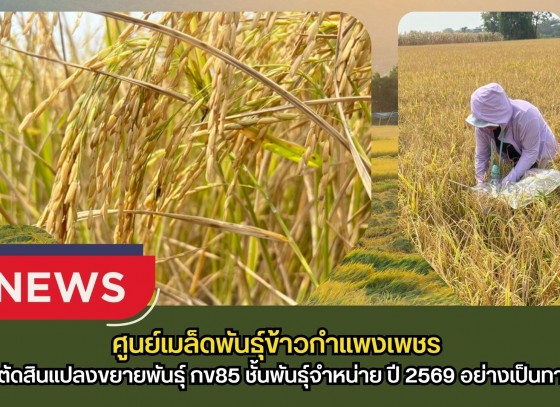 กำแพงเพชร-ศูนย์เมล็ดพันธุ์ข้าวกำแพงเพชร ตรวจตัดสินแปลงขยายพันธุ์ กข85 ชั้นพันธุ์จำหน่าย ปี 2569 อย่างเป็นทางการ