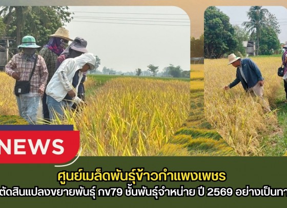 กำแพงเพชร-ศูนย์เมล็ดพันธุ์ข้าวกำแพงเพชร ตรวจตัดสินแปลงขยายพันธุ์ กข79 ชั้นพันธุ์จำหน่าย ปี 2569 อย่างเป็นทางการ