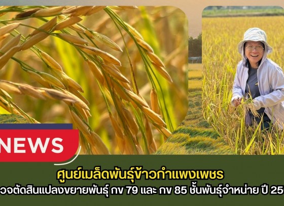 กำแพงเพชร-ศูนย์เมล็ดพันธุ์ข้าวกำแพงเพชร ตรวจตัดสินแปลงขยายพันธุ์ กข 79 และ กข 85 ชั้นพันธุ์จำหน่าย ปี 2569