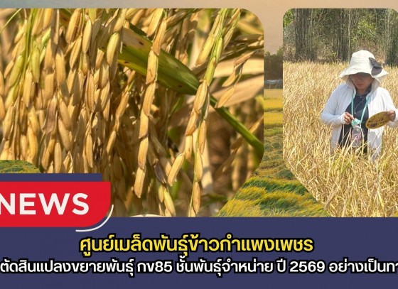 กำแพงเพชร-ศูนย์เมล็ดพันธุ์ข้าวกำแพงเพชร ตรวจตัดสินแปลงขยายพันธุ์ กข85 ชั้นพันธุ์จำหน่าย ปี 2569 อย่างเป็นทางการ
