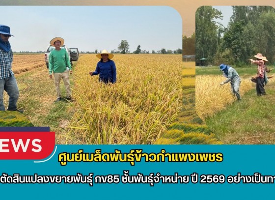 กำแพงเพชร-ศูนย์เมล็ดพันธุ์ข้าวกำแพงเพชร ตรวจตัดสินแปลงขยายพันธุ์ กข85 ชั้นพันธุ์จำหน่าย ปี 2569 อย่างเป็นทางการ