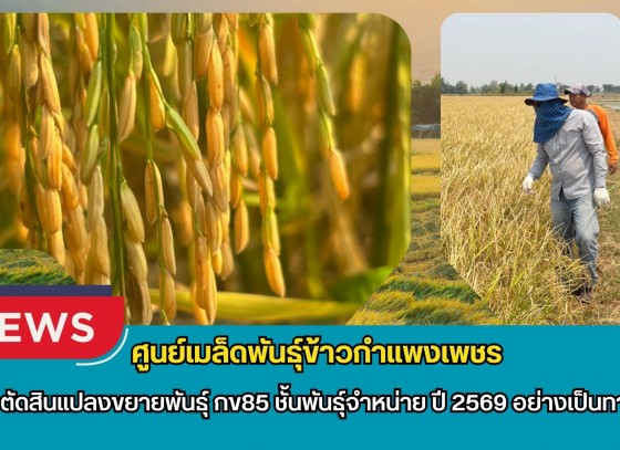 กำแพงเพชร-ศูนย์เมล็ดพันธุ์ข้าวกำแพงเพชร ตรวจตัดสินแปลงขยายพันธุ์ กข85 ชั้นพันธุ์จำหน่าย ปี 2569 อย่างเป็นทางการ