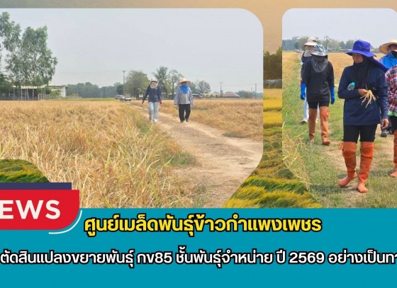 กำแพงเพชร-ศูนย์เมล็ดพันธุ์ข้าวกำแพงเพชร ตรวจตัดสินแปลงขยายพันธุ์ กข85 ชั้นพันธุ์จำหน่าย ปี 2569 อย่างเป็นทางการ