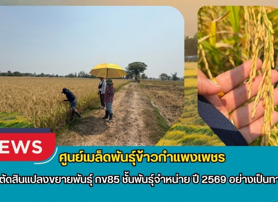 กำแพงเพชร-ศูนย์เมล็ดพันธุ์ข้าวกำแพงเพชร ตรวจตัดสินแปลงขยายพันธุ์ กข85 ชั้นพันธุ์จำหน่าย ปี 2569 อย่างเป็นทางการ
